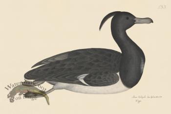 Rudbeck CFA 233 Tufted Duck M